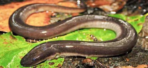 image of Amphiuma tridactylum