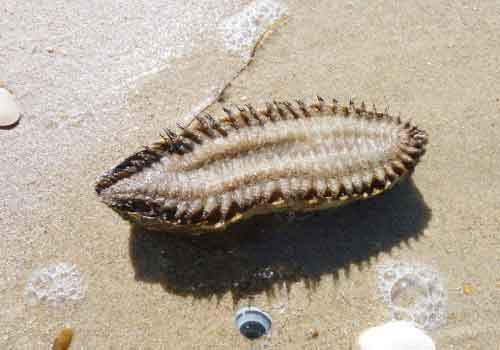 image of Aphrodita aculeata