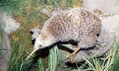 image of Apteryx australis