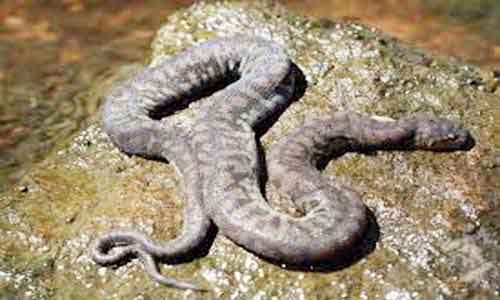 image of Arafura File Snake (Acrochordus arafurae)