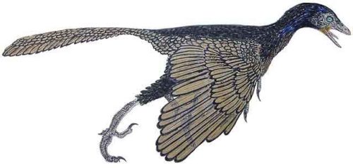 image of Archaeopteryx lithographica