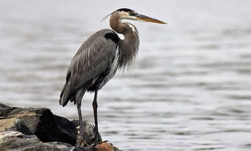 image of Ardea herodias