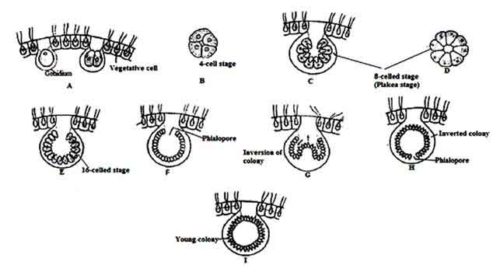 Volvox : Characteristics, Structure, and Reproduction | Biology EduCare