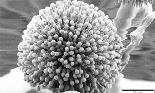 image of Aspergillus niger