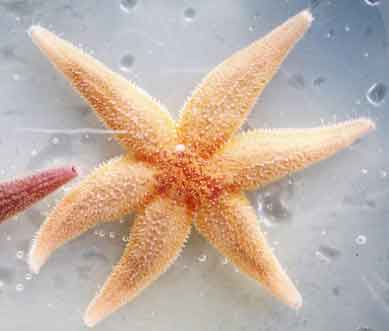 image of Asterias rubens