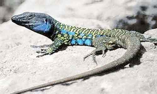 image of Atlantic Lizard (Gallotia atlantica)