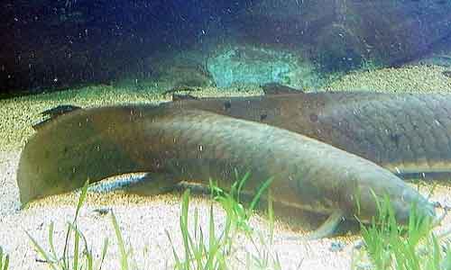 image of Australian-lungfish