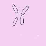 Baccilus image of Baccilus