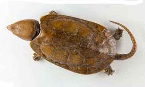 image of Big-headed-turtle-(Platyste