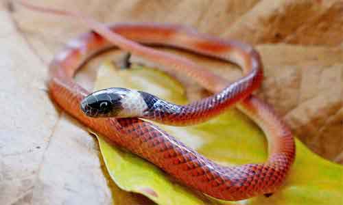 image of Black-collared snake (Drepanoides anomalus)