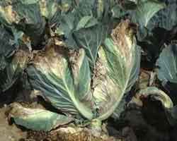 image of Black rot disease of cabbage