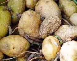 image of Black rot disease of potato