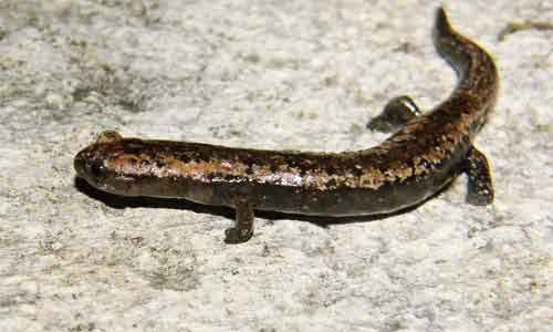 image of Bolitoglossa