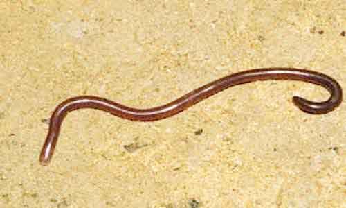 image of Brahminy-blind-snake