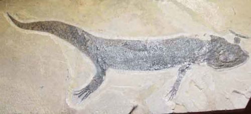 image of Branchiosaurus salamandroid