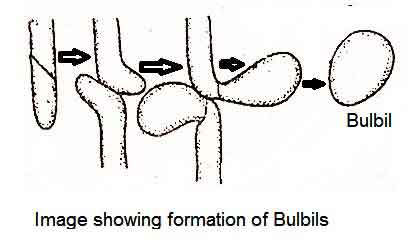 image of Bulbils