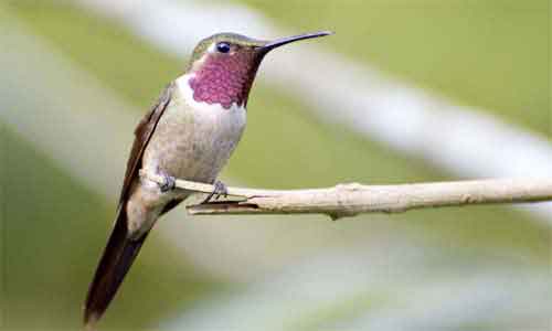 image of Calliphlox amethystine