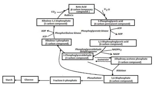 image of Calvin cycle 