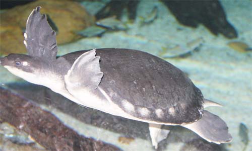 image of Carettochelys insculpta