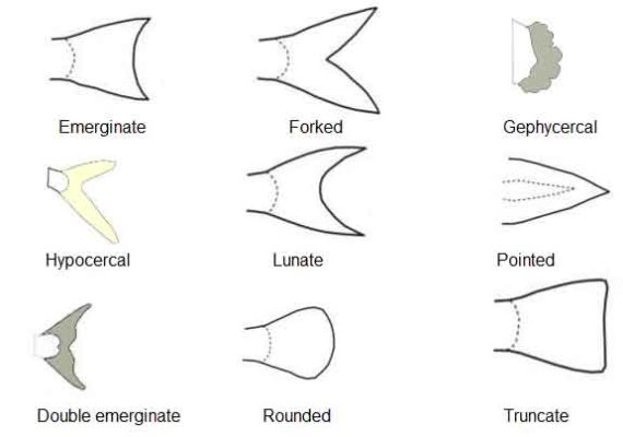 Fish Fins: Types, Modification and Functions | Biology EduCare