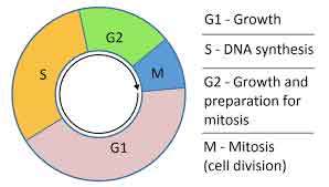 image of Cell cycle