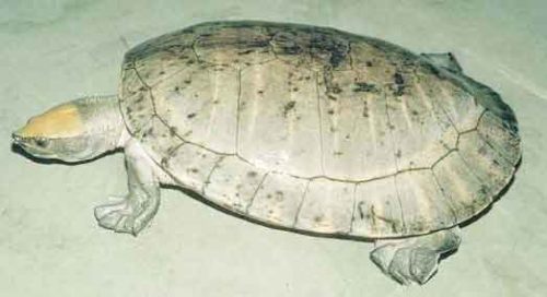 image of Central-American-river-turt