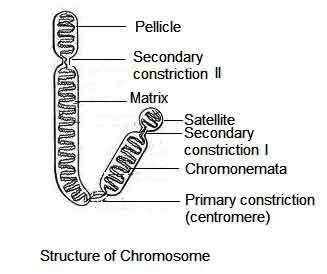 image of Chromosome structure