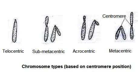 image of Chromosomem types