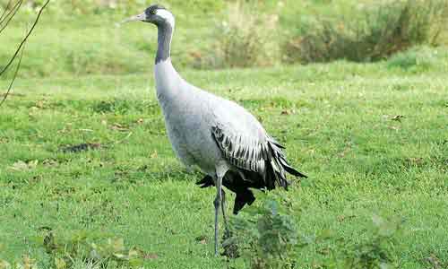 image of Common crane-(Grus grus)