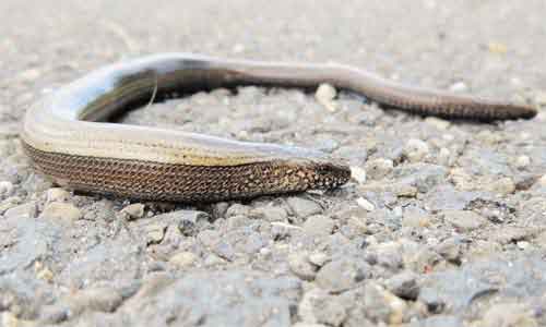 image of Common-slowworm