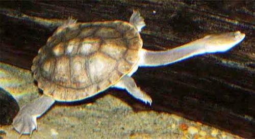 image of Common snakeneck turtle (Chelodina longicollis)