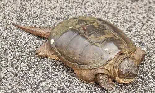 image of Common-snapping-turtle-(Che