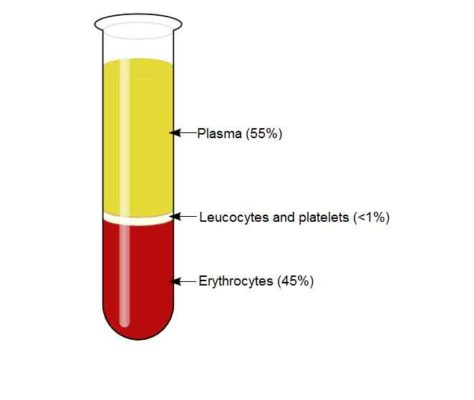 Blood: Definition, Components and Functions | Biology EduCare