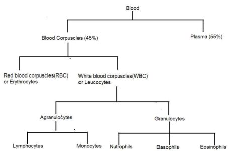 image of Components of Blood