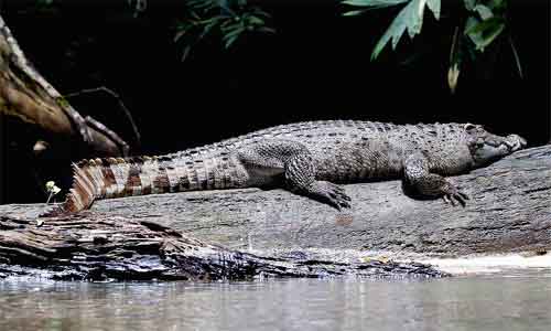 image of Crocodylus siamensis