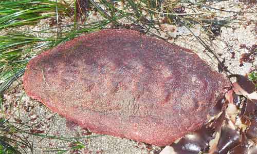 image of Cryptochiton stelleri