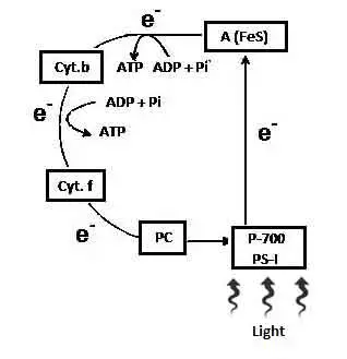 image of Cyclic Phosphorylation