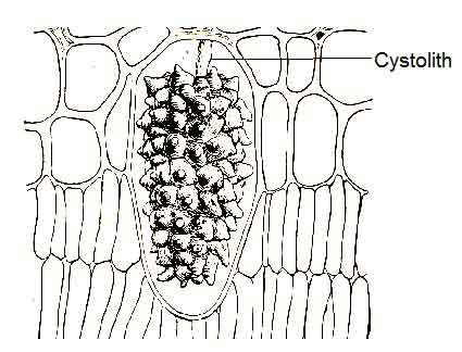 image of Cystoliths