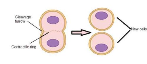 image of Cytokiness in-animal cell