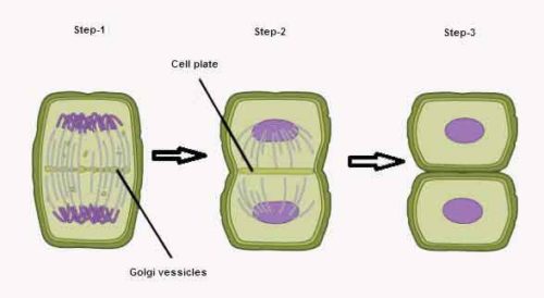 image of Cytokiness in plant cell