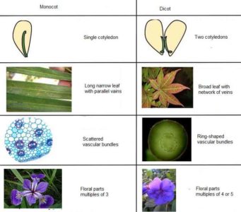 image of Difference between monocots and dicots plant