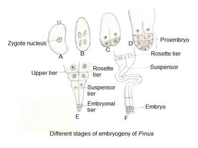 image of Different stages of embryogeny