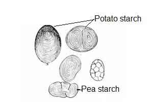 image of Different type starch grain