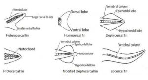 Fish Fins: Types, Modification And Functions | Biology EduCare