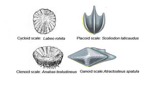 Chondrichthyes Vs Osteichthyes:General Characteristics and Differences ...