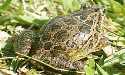 image of Discoglossus galganoi