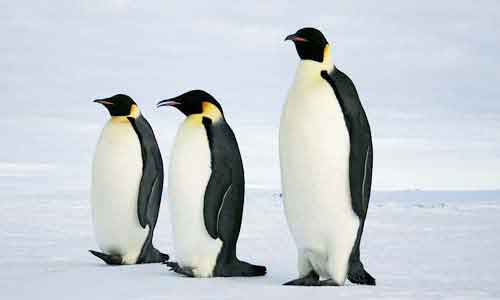 image of Emperor penguin