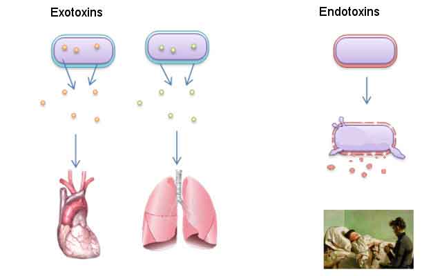 image of Endotoxin