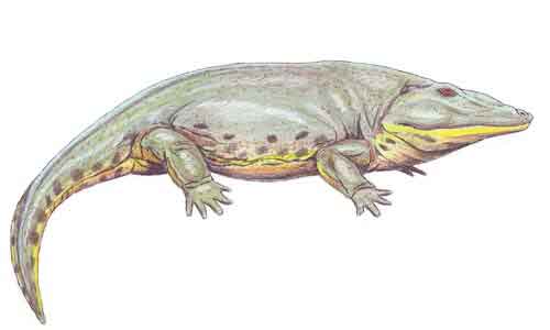 image of Eryops