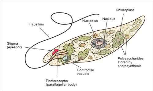 image of Euglena